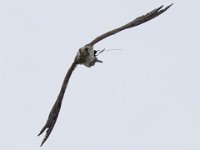 Ger- und Sakerfalke 013